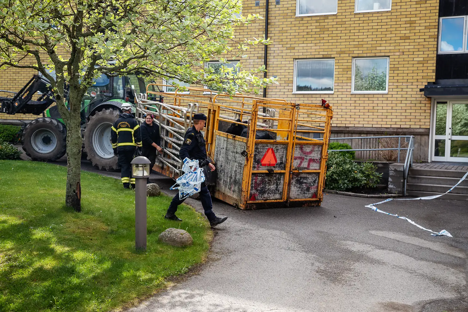 En av korna som rymde  hämtas in.
