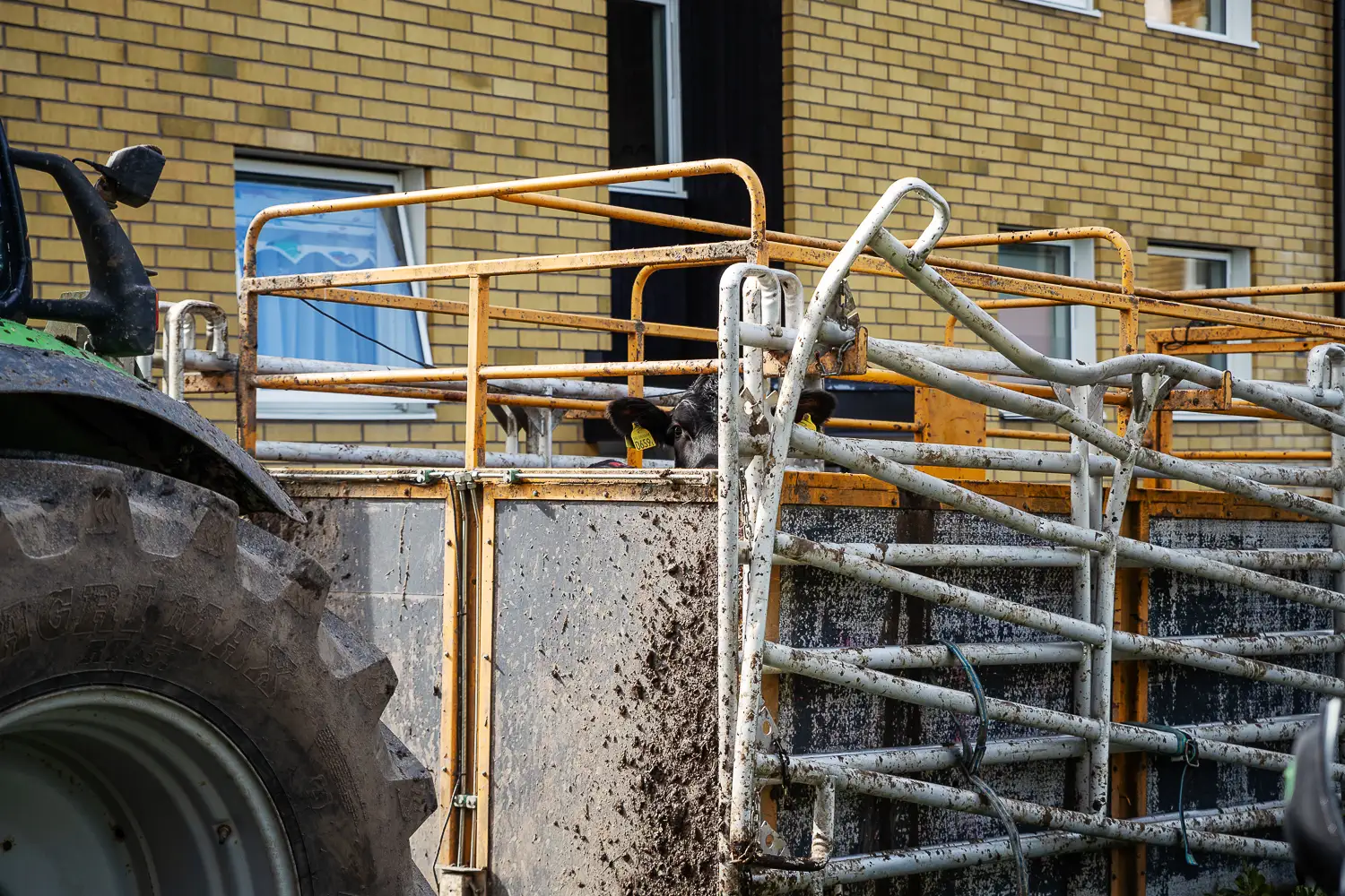En av korna som rymde  hämtas in.