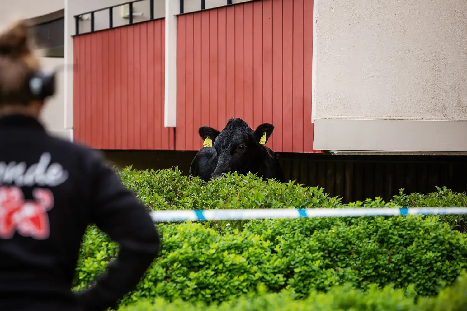 En av korna som rymde befann sig i Ekhagen där den hittades under en balkong på Törnrosgatan. Kor på rymmen i Jönköping.