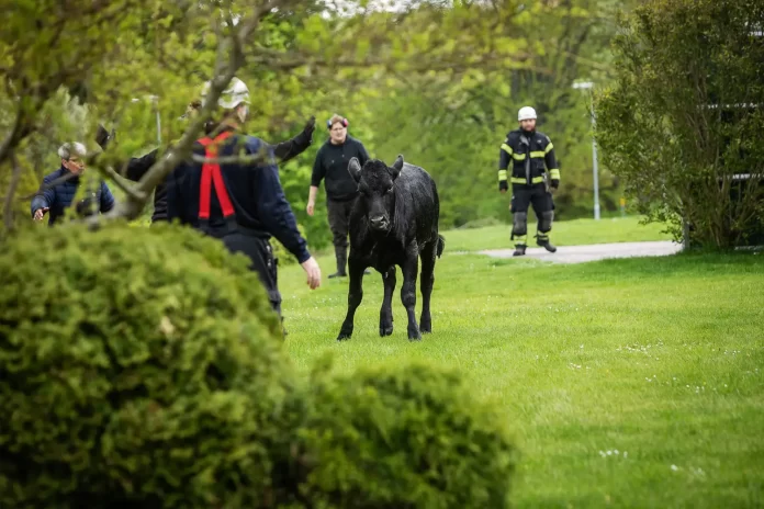 En av korna som rymde befann sig i Ekhagen på Törnrosgatan.