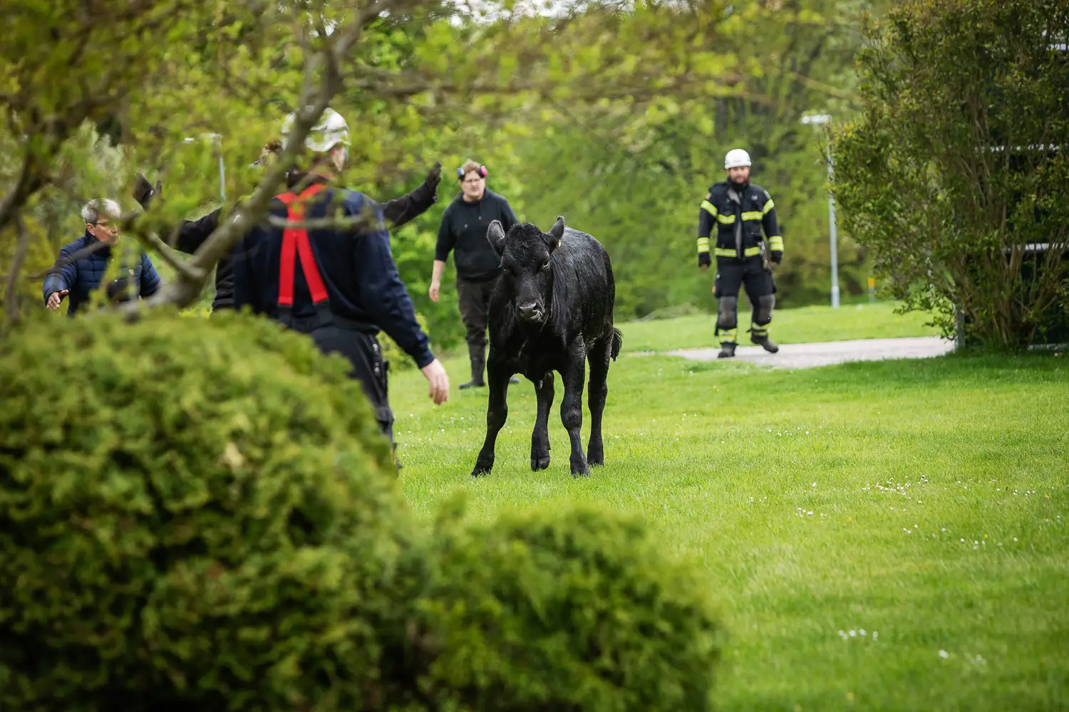 En av korna som rymde befann sig i Ekhagen på Törnrosgatan. Kor på rymmen i Jönköping
