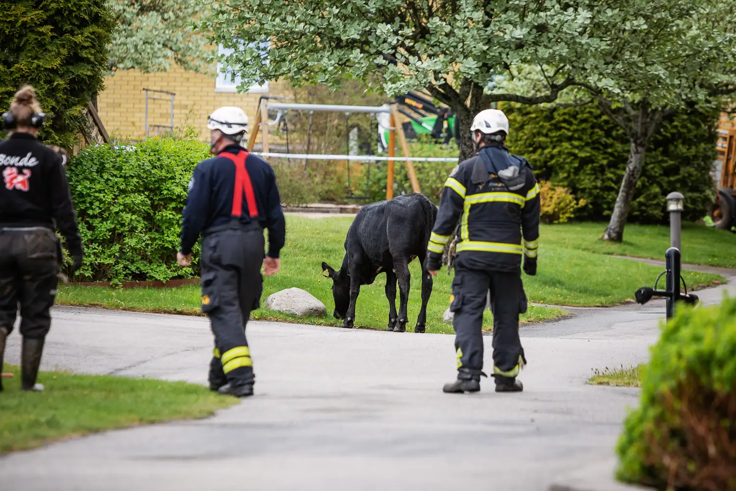 En av korna som rymde befann sig i Ekhagen på Törnrosgatan. Kor på rymmen i Jönköping