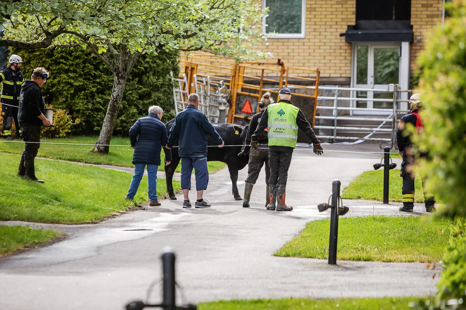 En av korna som rymde befann sig i Ekhagen på Törnrosgatan.