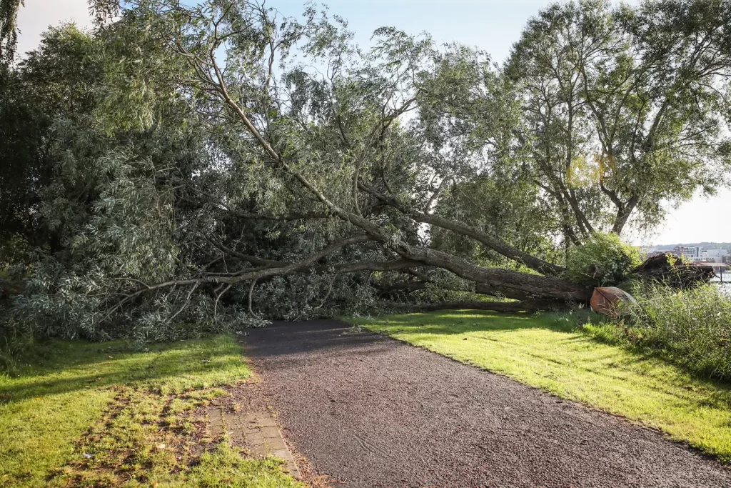 Träd föll över gång- och cykelbana vid Munksjön