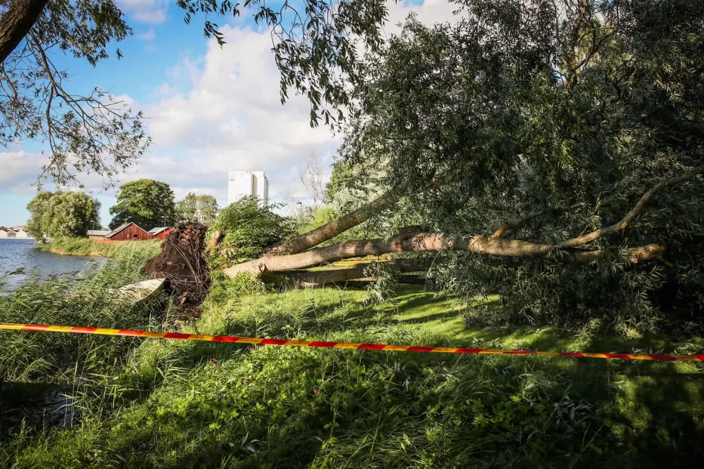 Träd föll över gång- och cykelbana vid Munksjön