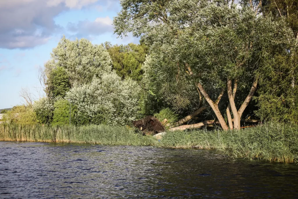 Träd föll över gång- och cykelbana vid Munksjön